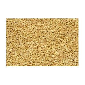 Hulless Barley Grains Also Called Naked Barley Background And Surface Photograph By Peter
