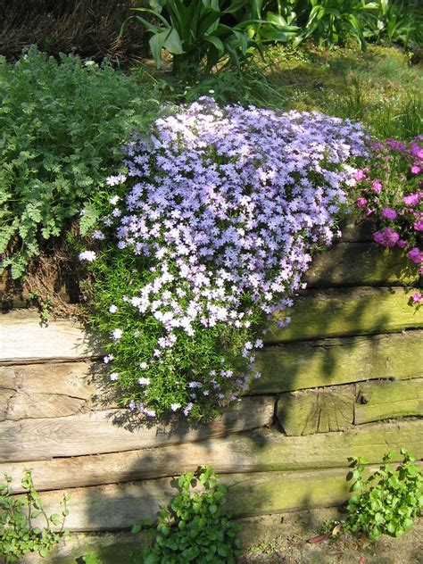 Couvre Sols Persistants Qu Il Faut Avoir Dans Son Jardin