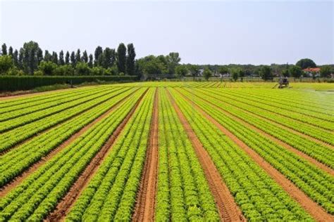 Angola aponta para agricultura que agrega tecnologia Jornal Económico