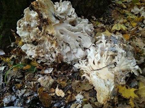 Грифола курчавая (Гриб-баран) (Grifola frondosa) фото и описание
