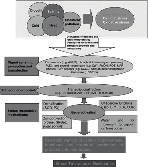Mechanism of abiotic stress factors on plants: genes of abiotic stress ... 