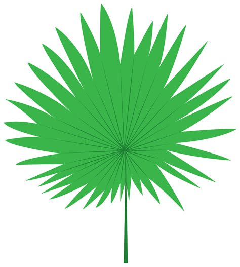 Palm 1201866 PNG