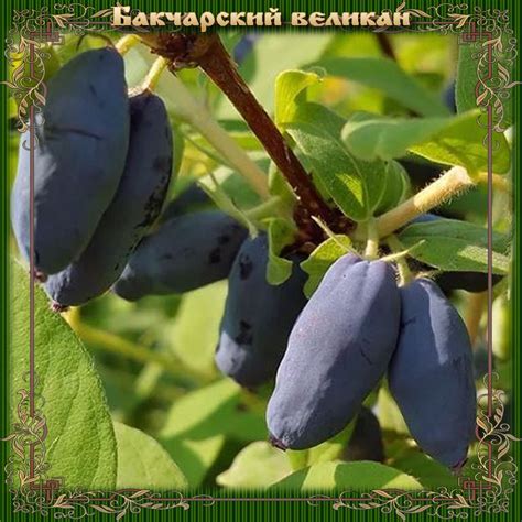 Жимолость Бакчарский великан — Сад Мордовии