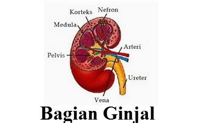 bagian ginjal  fungsinya gambar ginjal  bagiannya retorika