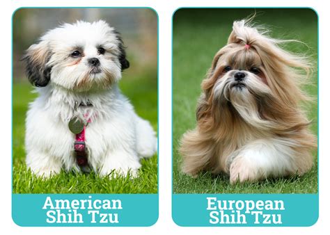 american  european shih tzu    choose dogster