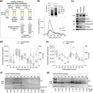 Kitevs Are Released As Heterogeneous Subpopulations With Different