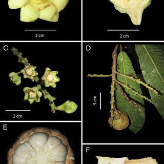 Grias subbullata. A. Crown of leaves. B. Cauline fruit. C. Adaxial view... | Download Scientific ...