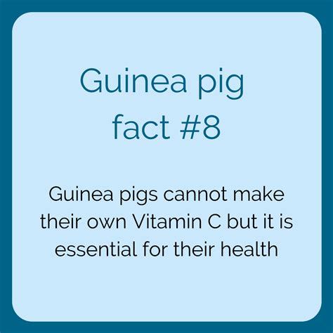 Do you know these 10 interesting facts about guinea pigs – Artofit