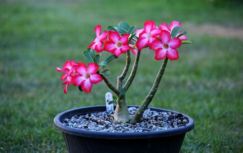 Rosa Do Deserto Tipos - Lista de Tipos de Rosas do Deserto: Espécies com Nome e Fotos – Mundo ...