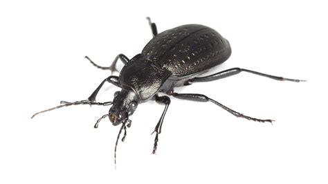 Ground Beetle Pest Control Library Palmetto Exterminators