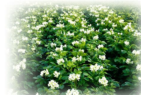 Farmex | Vínculos Fértiles