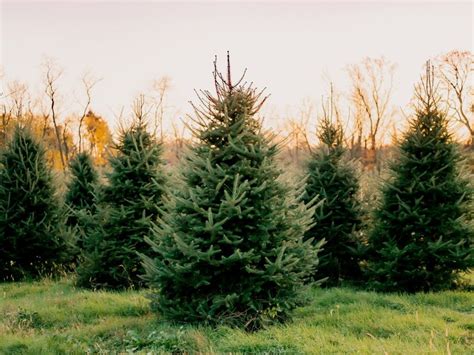 Sow And Grow A Christmas Tree How To Grow A Tree For Christmas