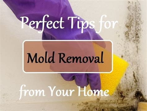 Perfect Tips For Mold Removal From Your Home Decor Or Design