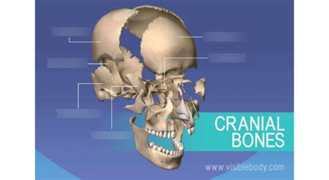 Anatomy Lab Cranial Bones Diagram Quizlet