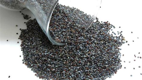 7 Health Benefits Of Consuming Poppy Seeds Onlymyhealth