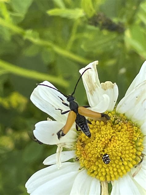 Tawny Longhorn Beetle From Rue Victor Hugo Thumeries Hauts De France