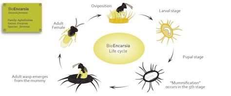 Encarsia Life Cycle Biobee South Africa