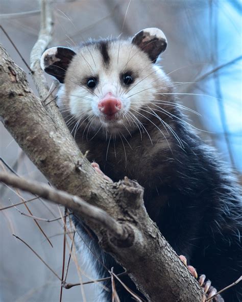 Mammals Outdoor Alabama