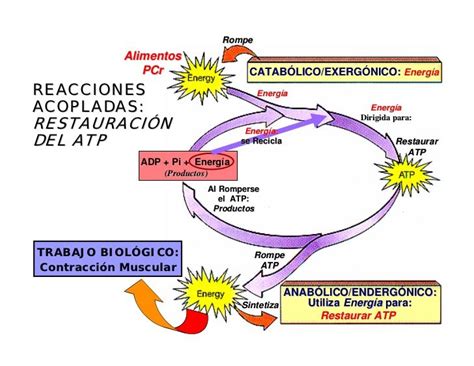 Metabolismo Catabolismo Aut Trofo Y Heter Trofo By Odalys Prado The