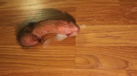 Cock Comeing Out Of Floor Gay Amateur Amateur Porn XHamster