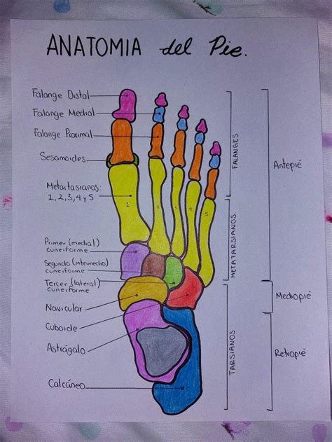 Nurse Study Notes Nursing Study Bullet Journal School Knowledge