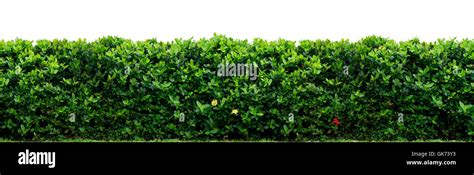 bush shrub hedge stock photo alamy