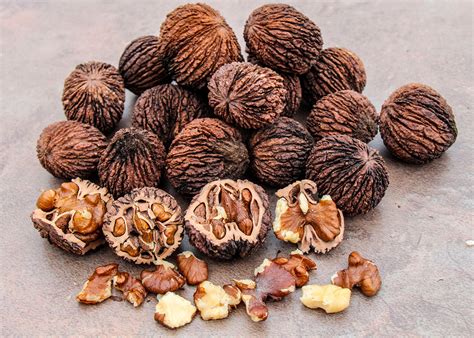 Черный орех: посадка и уход, выращивание из семян, полезные свойства