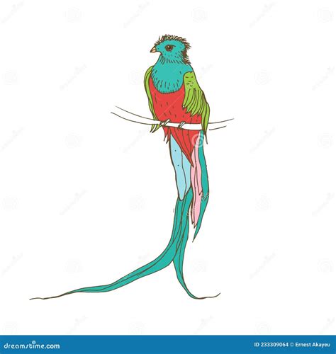 Resplendent Quetzal Long Tailed Tropical Bird Of Colorful Plumage