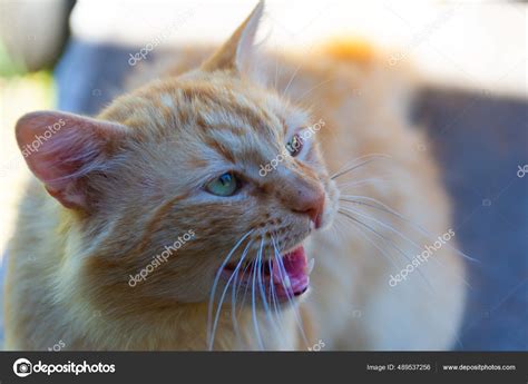 Domestic Cat Reacting Something Angry Hissing — Stock Photo © Kraskoff