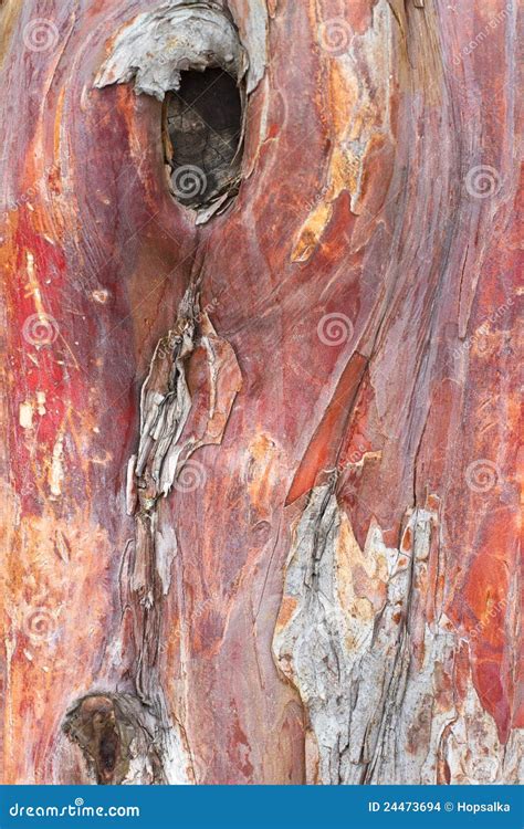 Yew tree bark background stock photo. Image of natural - 24473694