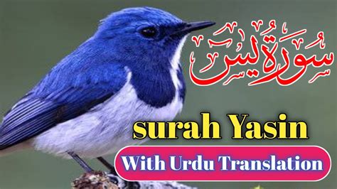 Surah Yasin Yaseen With Urdu Translation Quran Tilawat Beautiful Voice