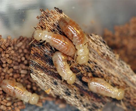 Termite Wallpapers - Wallpaper Cave