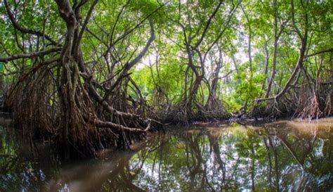 mangrove plantation drive begins  pakistan pakistan observer