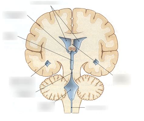 diagram  ventricles  quizlet
