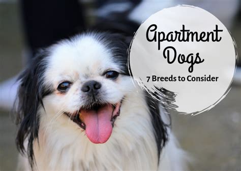 What Dog Breeds Are Best For Apartments