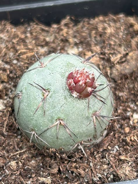 Tephrocactus geometricus 2 BALLS | Cactuses \ Tephrocactus | Kaktusy ...