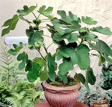 How To Grow Fig Trees In Pot Growing Fig Figs Care Naturebring