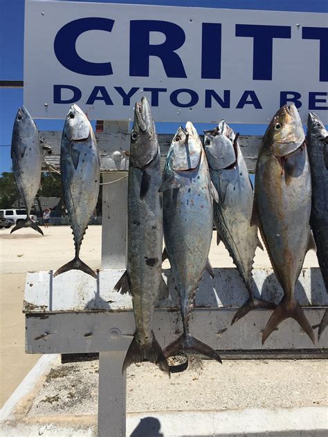 Daytuna Fishing Charters (2026) - All You MUST Know Before You Go (with ...
