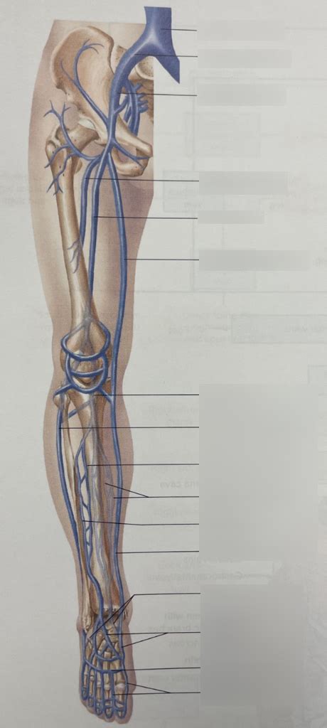 Figure 32 7 Veins Of The Pelvis Lower Limbs Diagram Quizlet