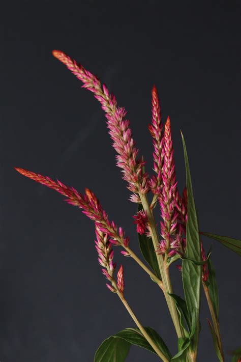 celosia showcase  root farm