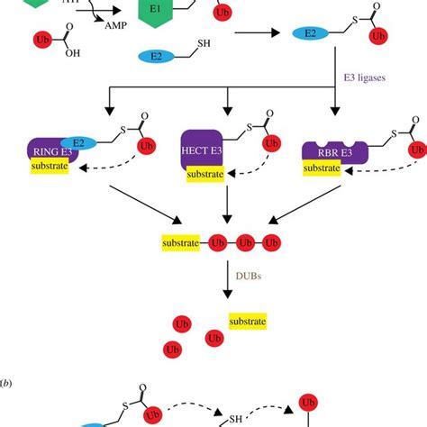 TNF Induced Canonical NF KB And Apoptosis Pathways Different Linkage