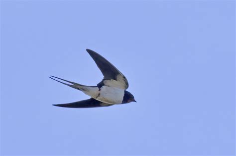 2132 Barn Swallow Birdforum