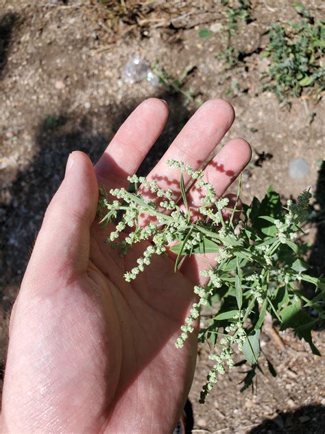Plant identification? Don't know if this is a weed or not. : r/plants