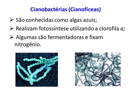 Compreende As Bactérias E As Cianobactérias Algas Azuis Ou Cianofíceas