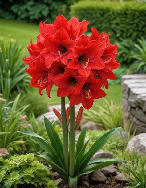 Painting Screws - Growing Conditions for Amaryllis🌺🌷💐: -Light