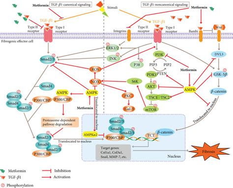 The Canonical And Noncanonical Tgf Signaling Pathways In