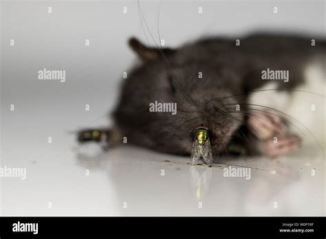 Dead Rat Carcass Hi Res Stock Photography And Images Alamy