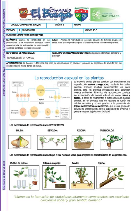 8° Guía Reproduccion En Plantas Conceptos Sobre Los Procesos De
