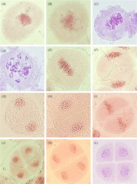 Meiotic divisions I and II as observed in wheat (Triticum aestivum).... | Download Scientific ...