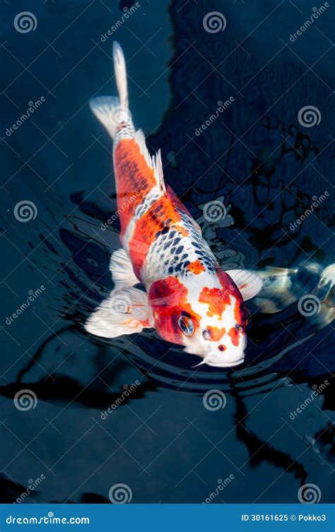 Beautiful Koi Fish Stock Image Image Of Japanese Oriental 30161625